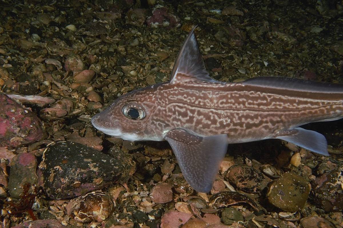 Ikan Chimaera