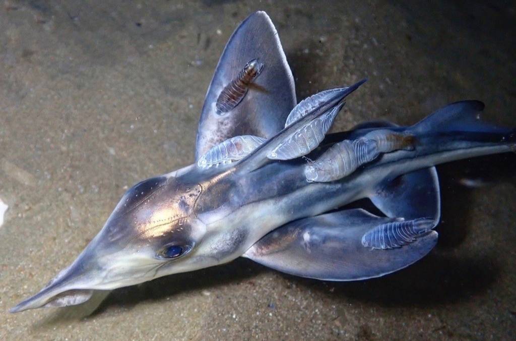 Ikan Hantu Australia