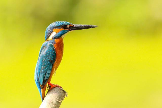 ilustrasi burung (unsplash.com/Boris Smokrovic)