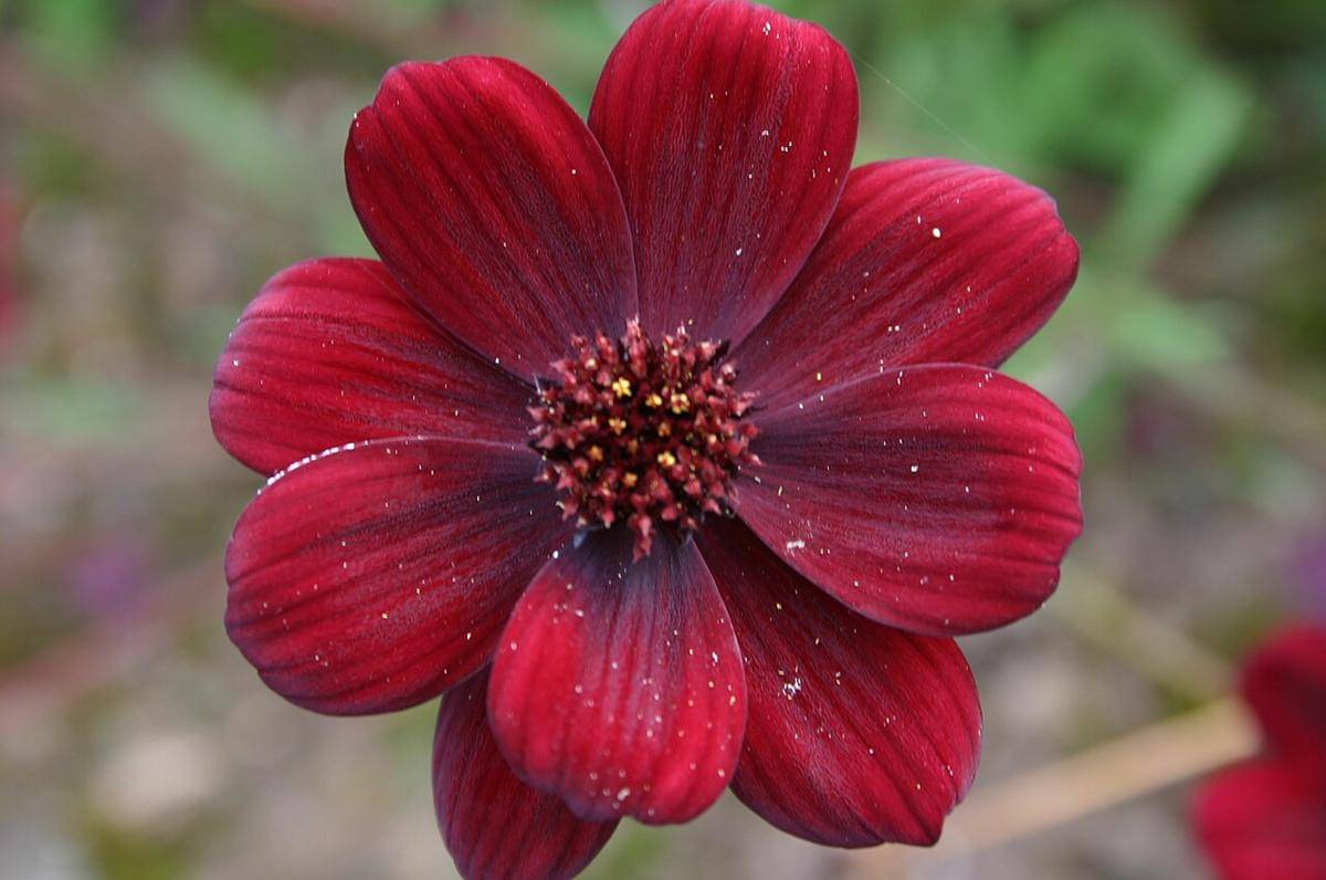 Chocolate Cosmos