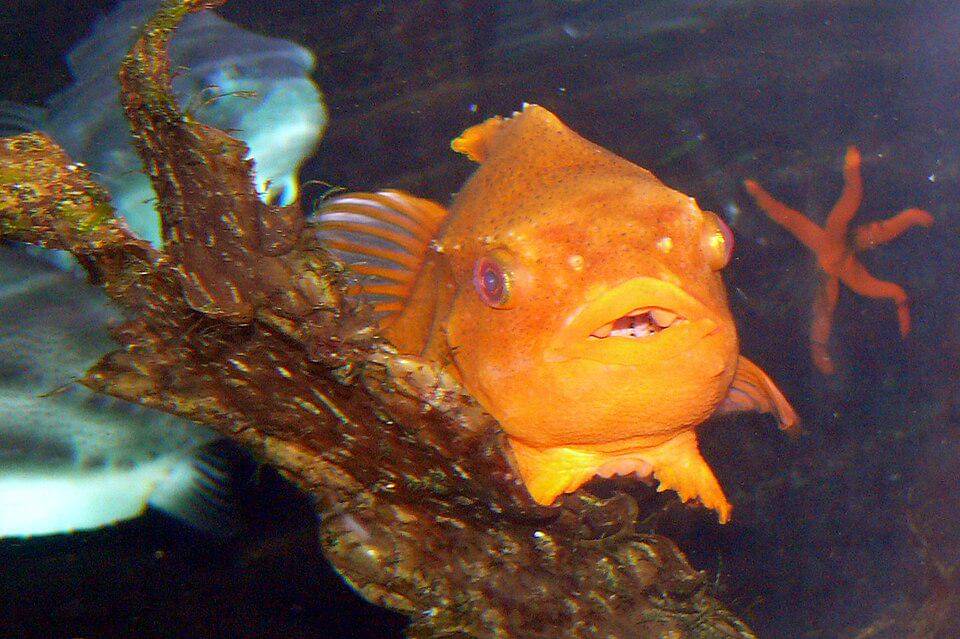 Sirip perut lumpfish sudah berkembang sampai memiliki kemampuan untuk menempel. (commons.wikimedia.org/Haplochromis)