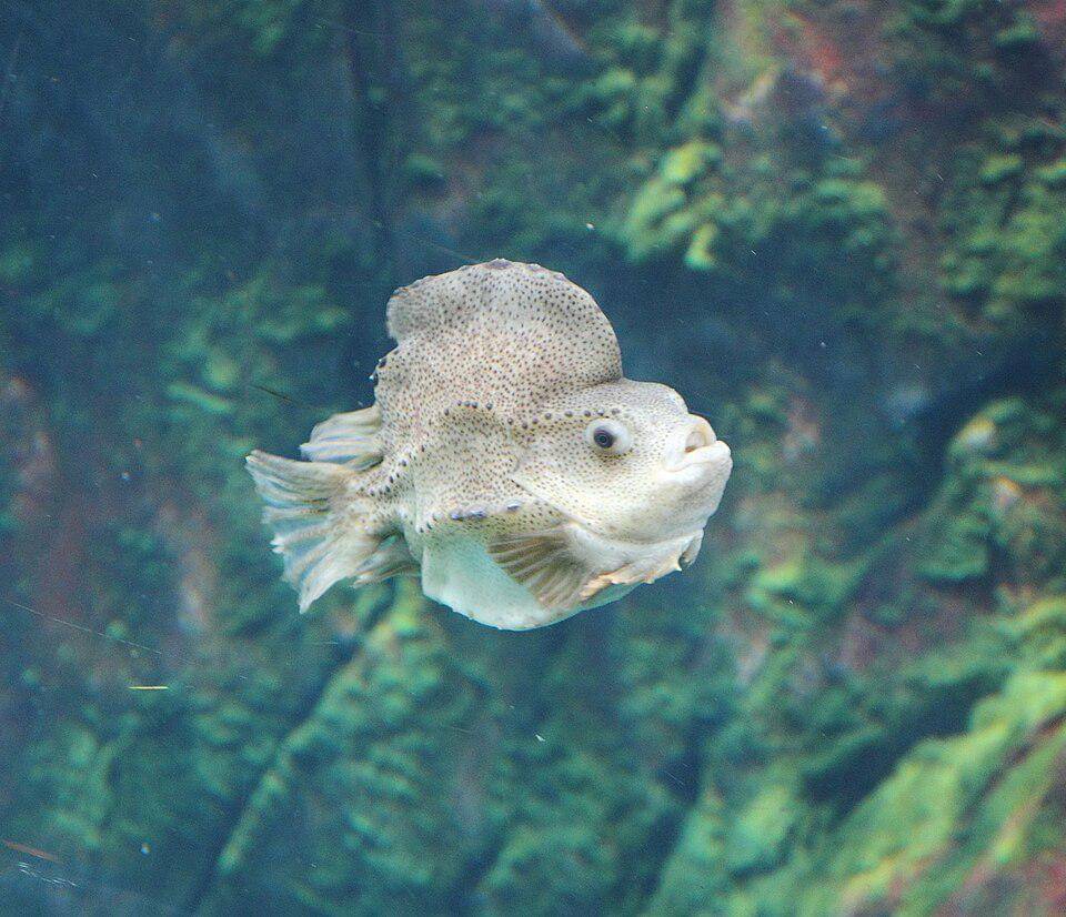 sosok lumpfish yang masih muda (commons.wikimedia.org/Cephas)