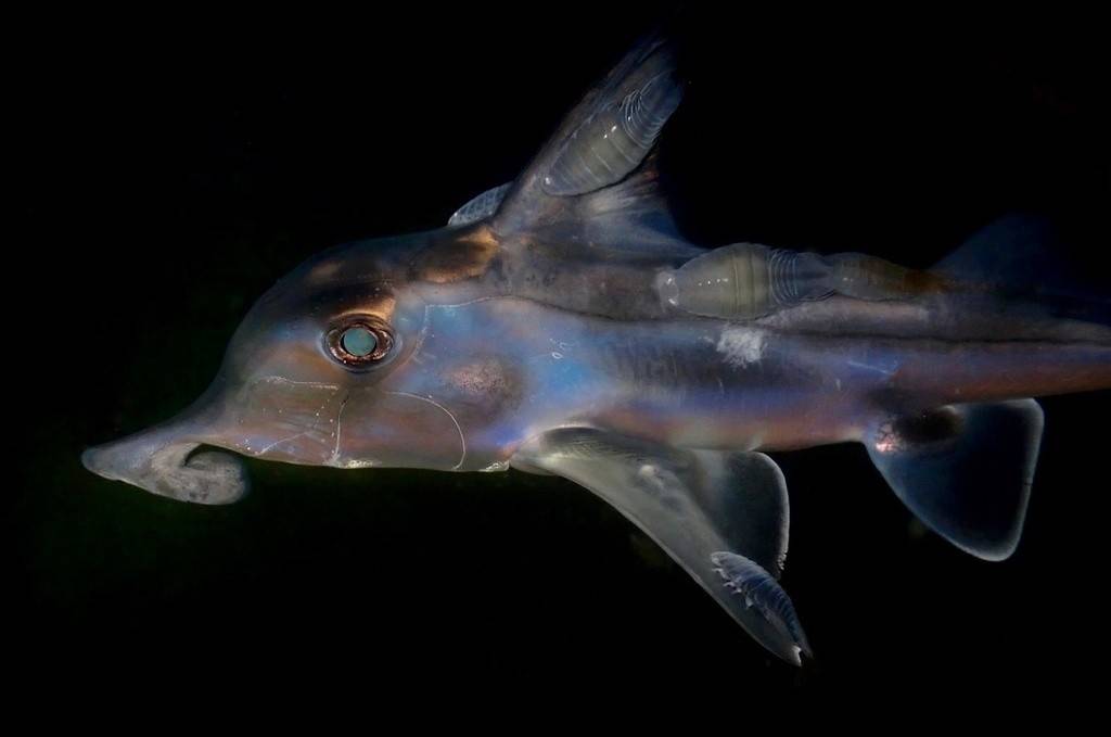 Ikan Hantu Australia