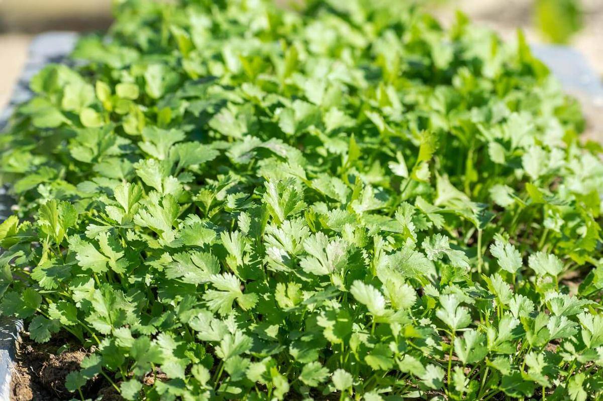 ilustrasi cilantro