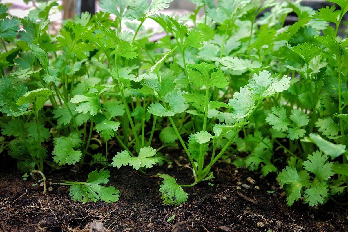 ilustrasi cilantro