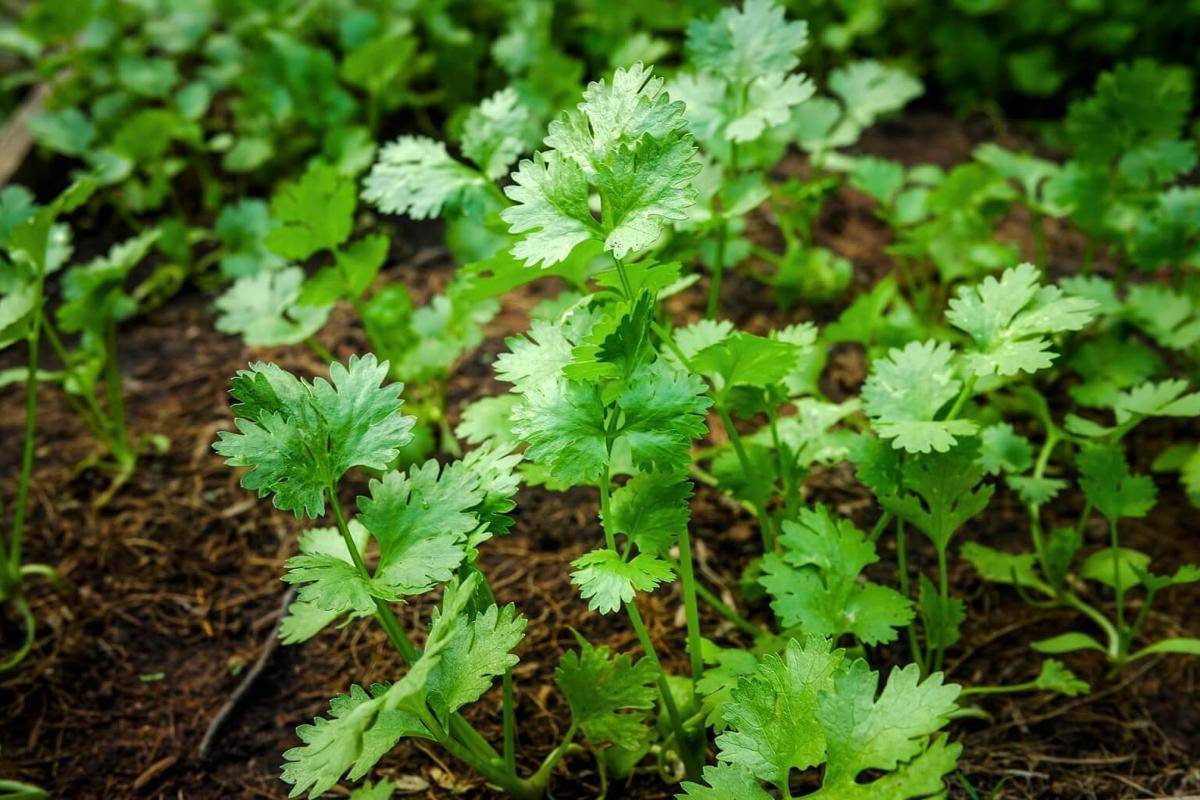 ilustrasi cilantro