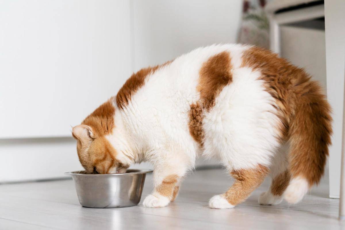ilustrasi cat food (freepik.com/Freepik)