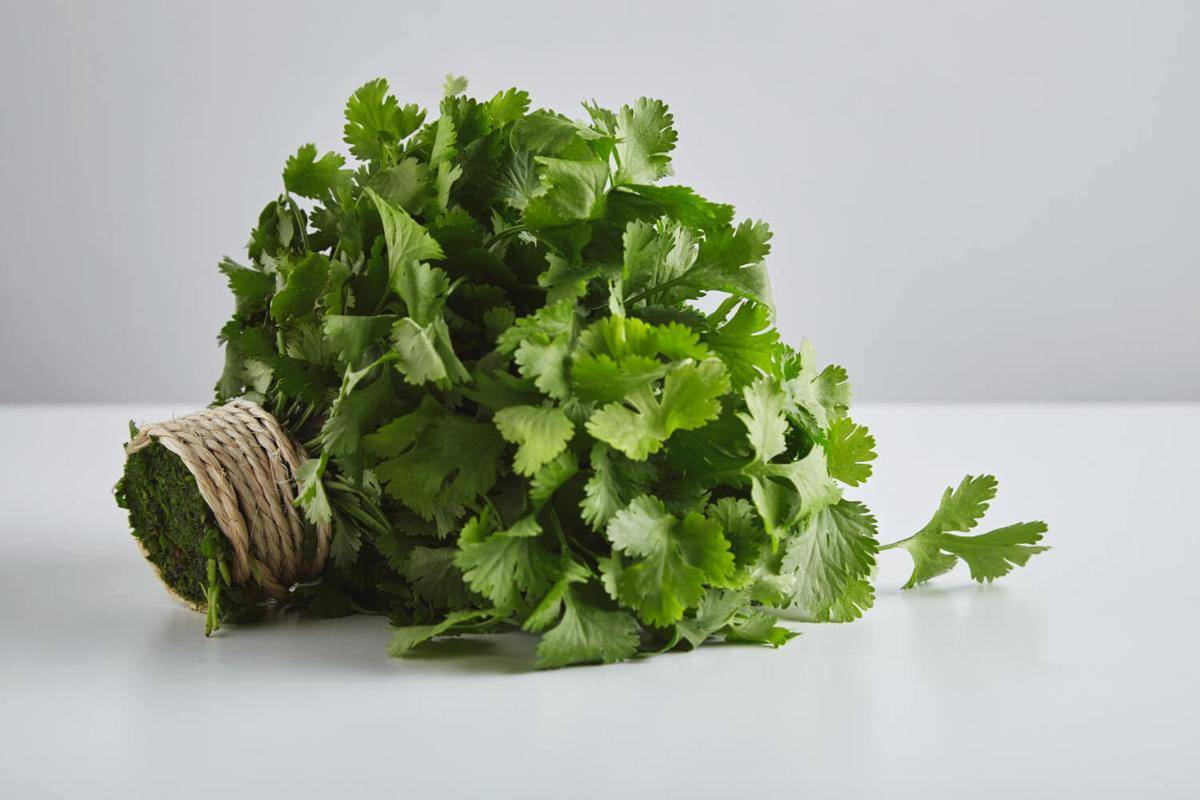 ilustrasi cilantro