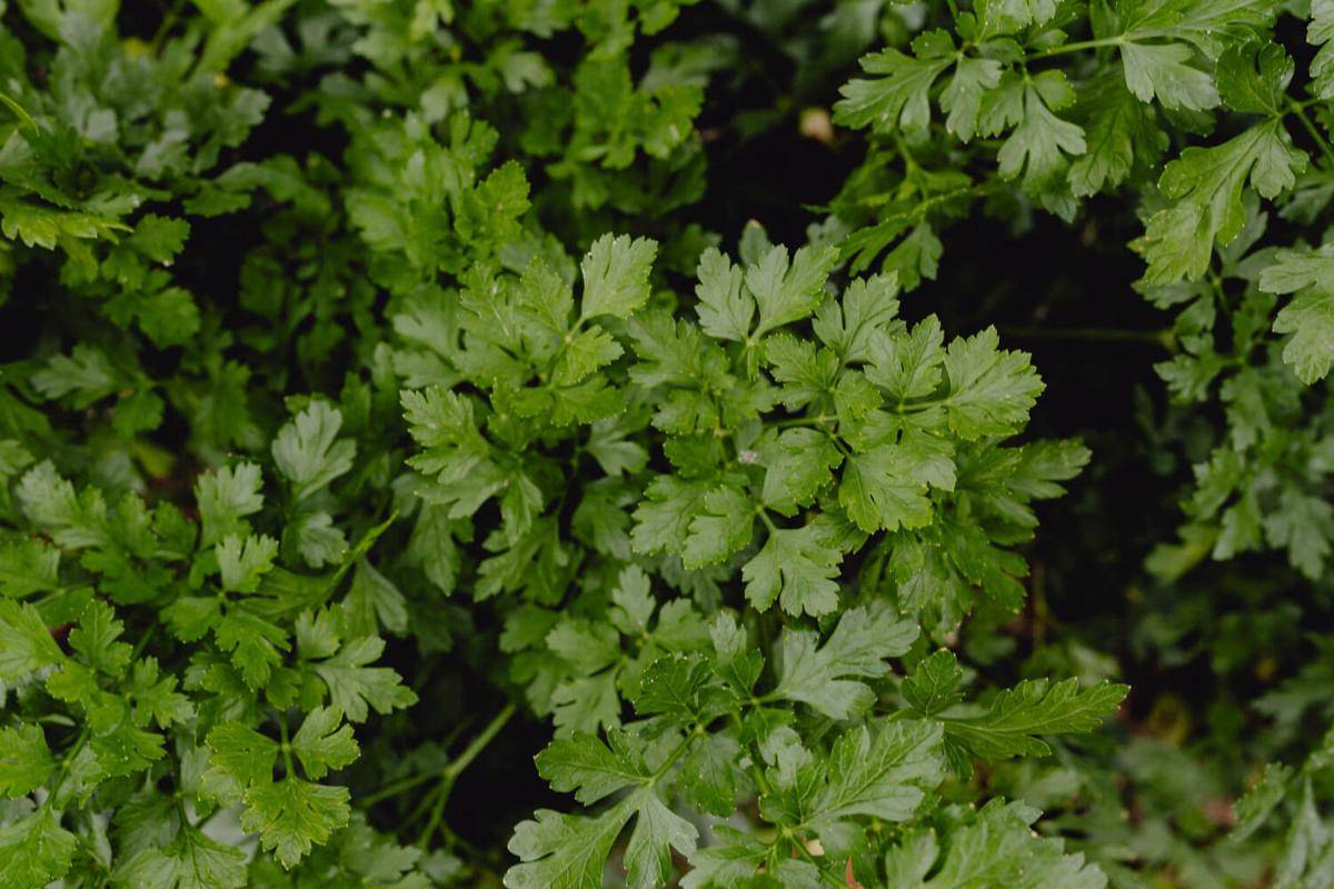 ilustrasi cilantro