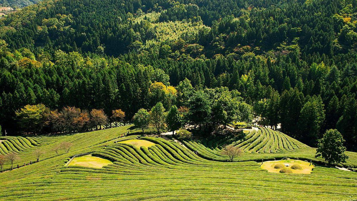 Boseong, Jeolla Selatan, Korea Selatan