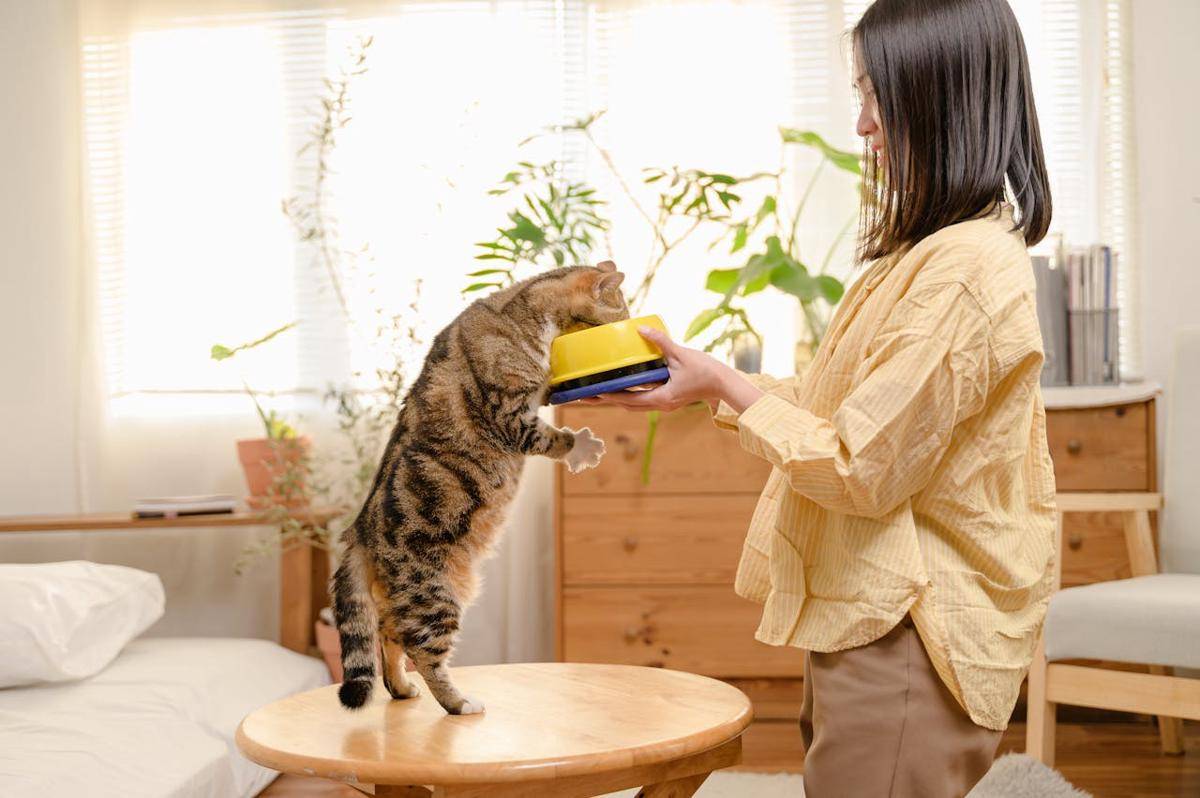 ilustrasi cat food (pexels.com/Pitipat Usanakornkul)