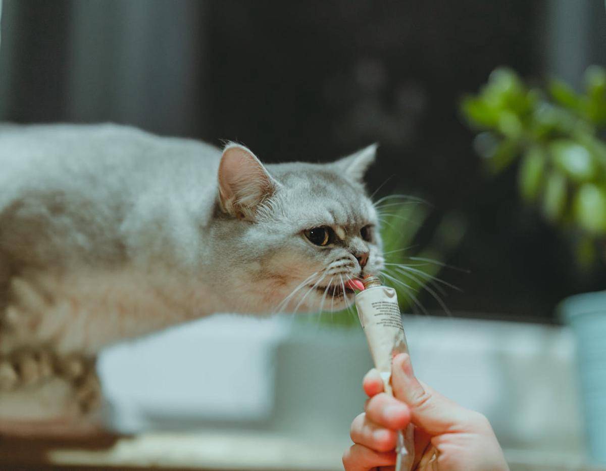 ilustrasi cat treat (pexels.com/Anjie Qiu)