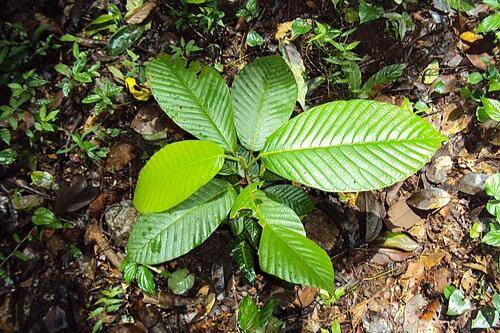 Dipterocarpus cinereus (wikipedia.org)