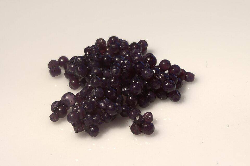 Telur lumpfish dicari dan dikonsumsi layaknya kaviar dari ikan sturgeon. (commons.wikimedia.org/A,Ocram)