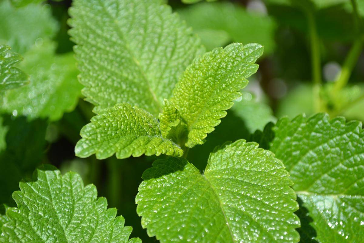 lemon balm (pxhere.com)