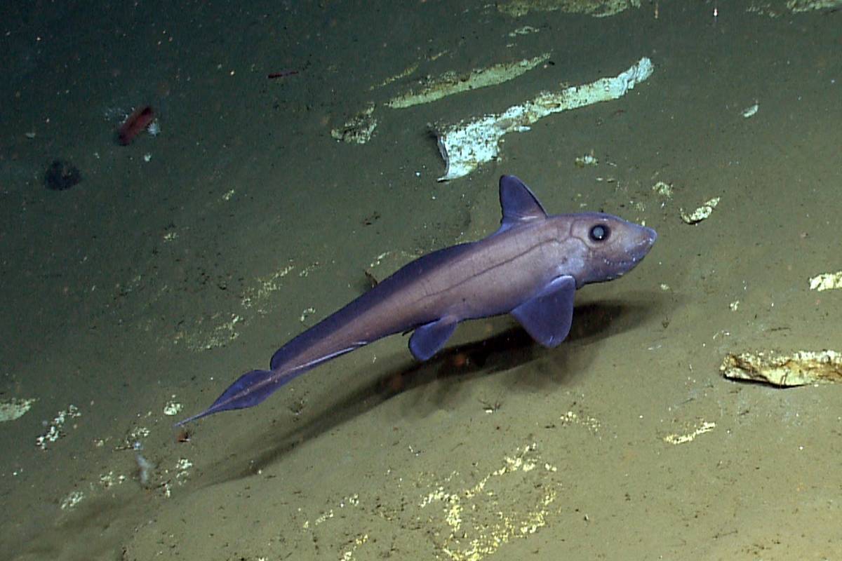 Ikan Chimaera
