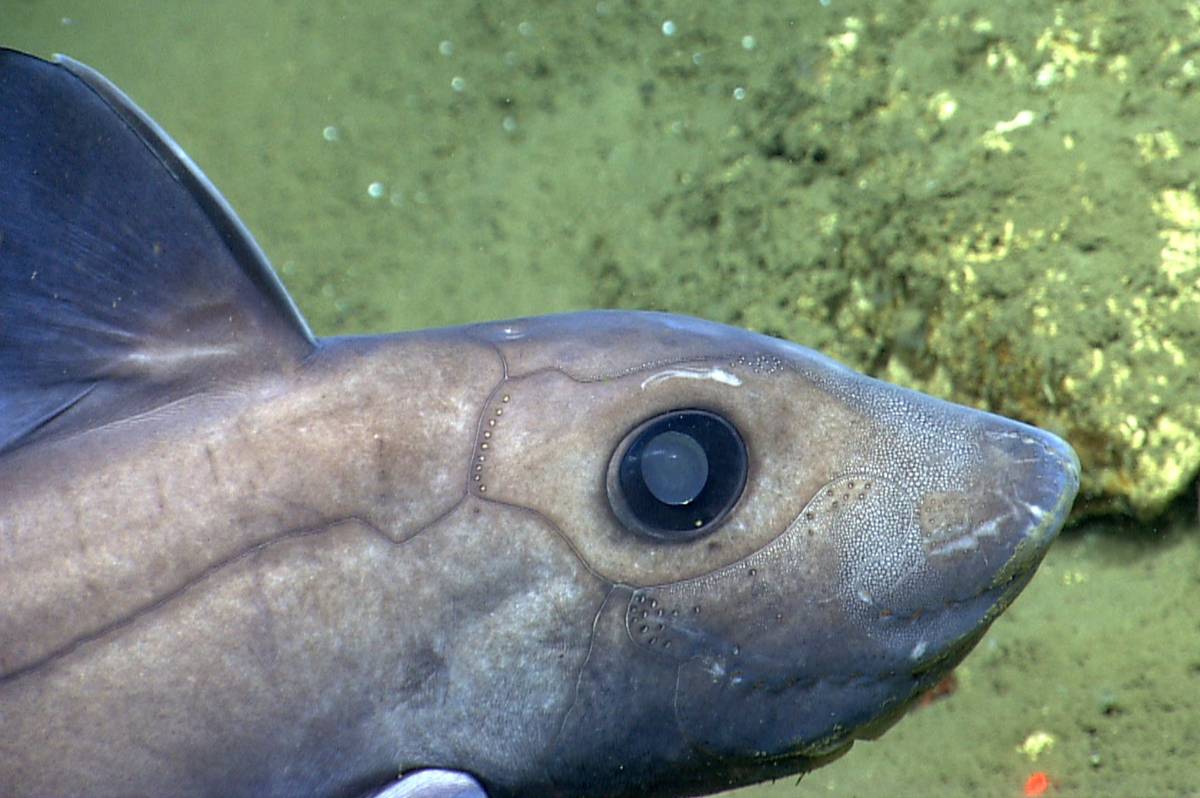 Ikan Chimaera
