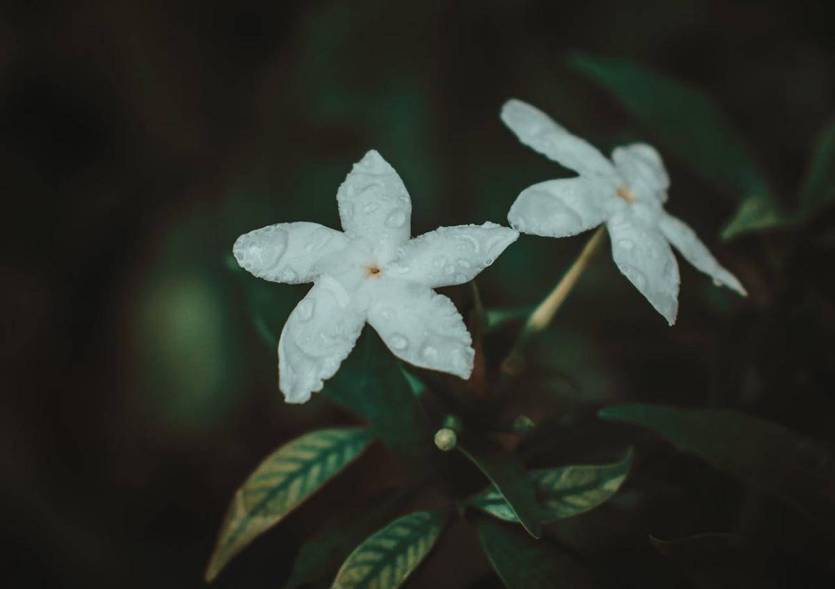 bunga melati (pexels.com/Harvey Tan Villarino)