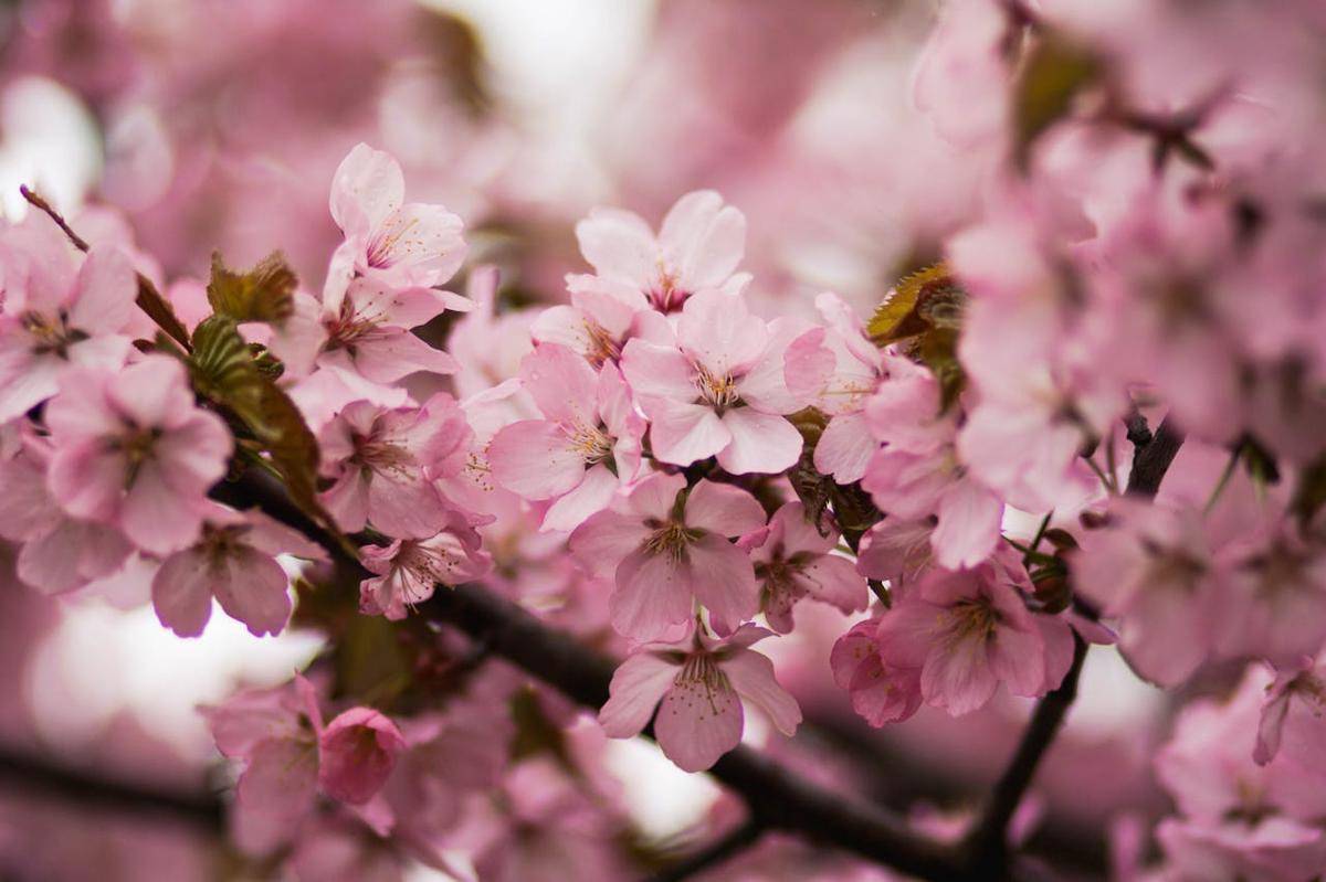 bunga sakura (pexels.com/ Kristina Paukshtite)