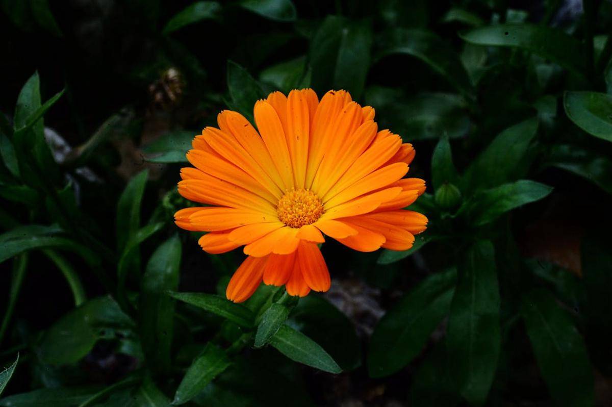 bunga calendula (pexels.com/Lisa Sch)