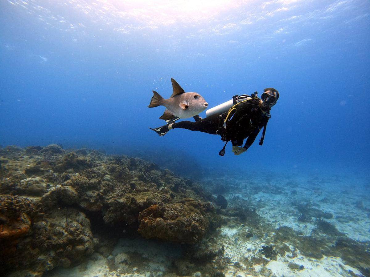 Ilustrasi snorkeling