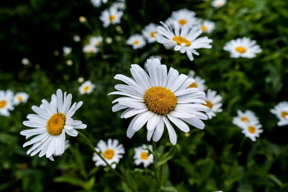 bunga chamomile (pexels.com/Sebastian Sørensen)