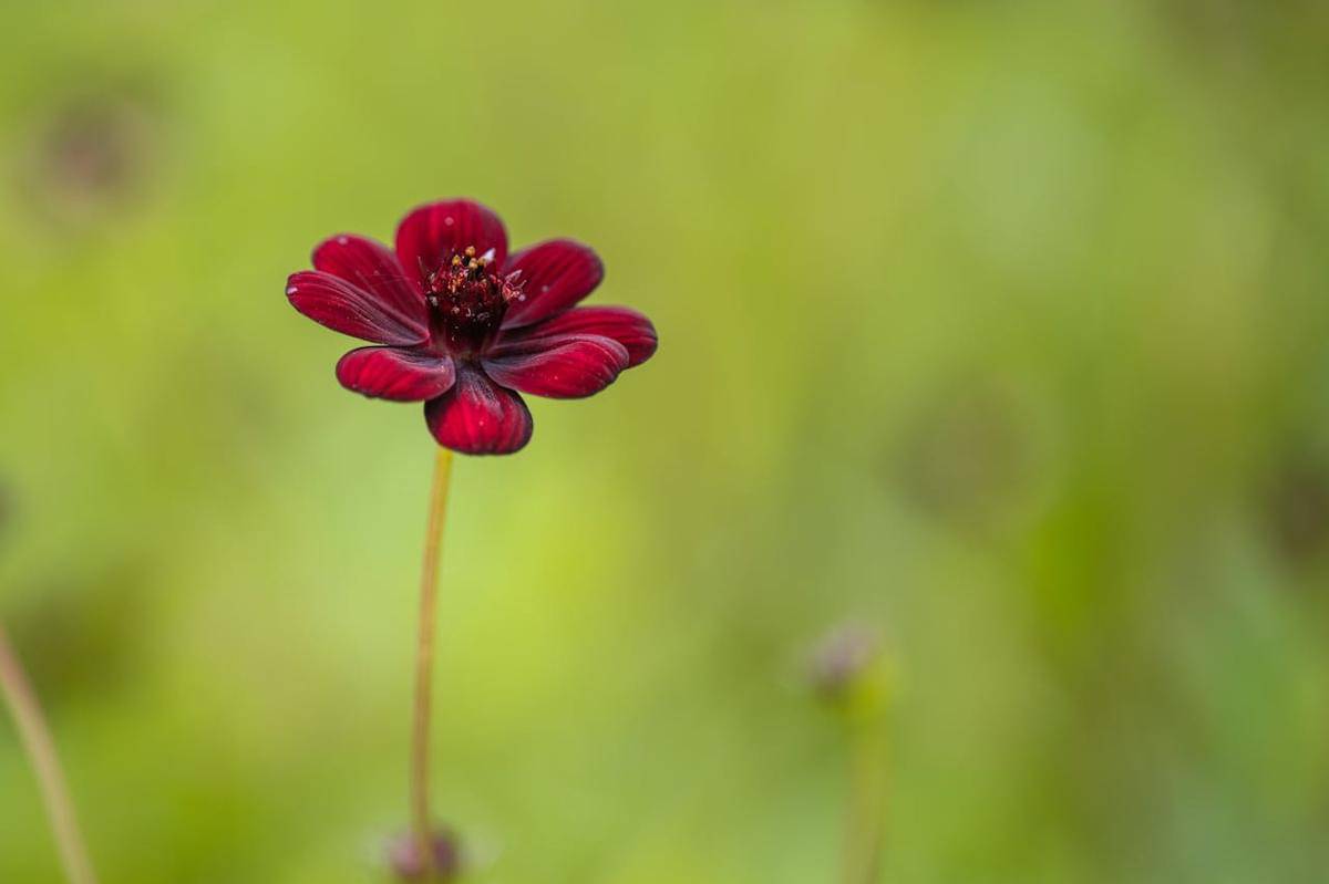 Chocolate Cosmos