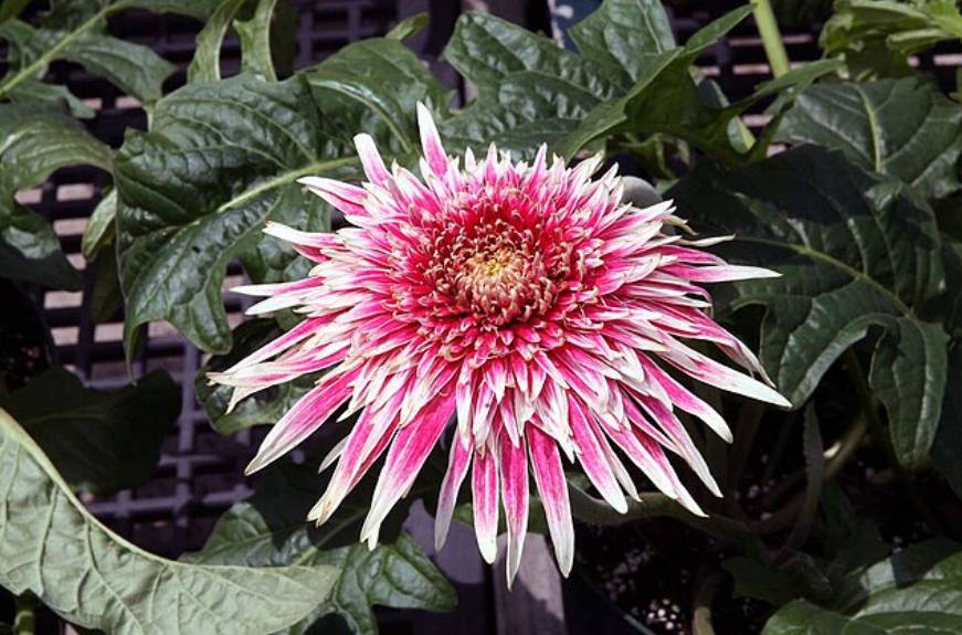 potret gerbera daisy (commons.wikimedia.org/David J. Stang)