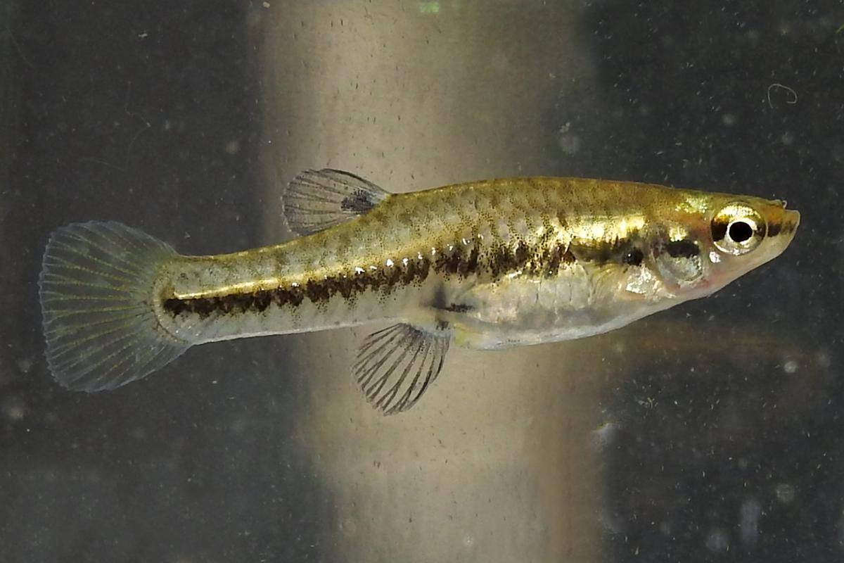 Least_Killifish_JG.jpg