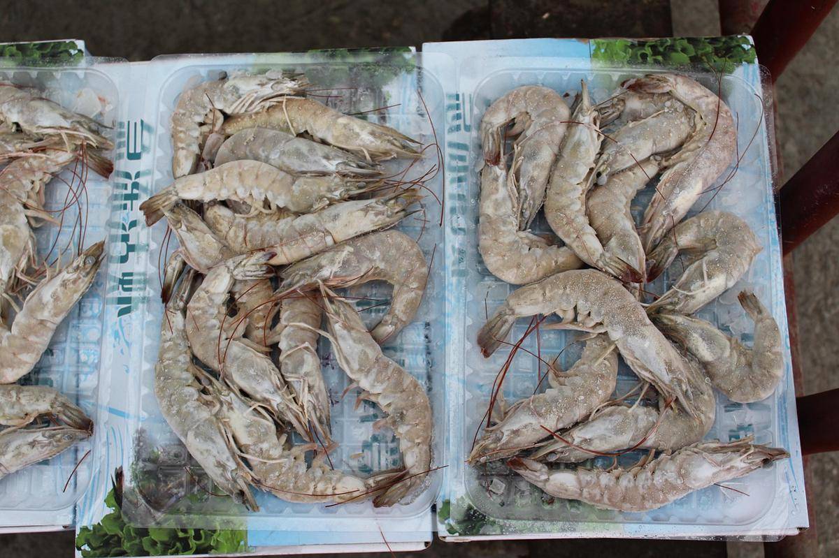 potret udang frozen