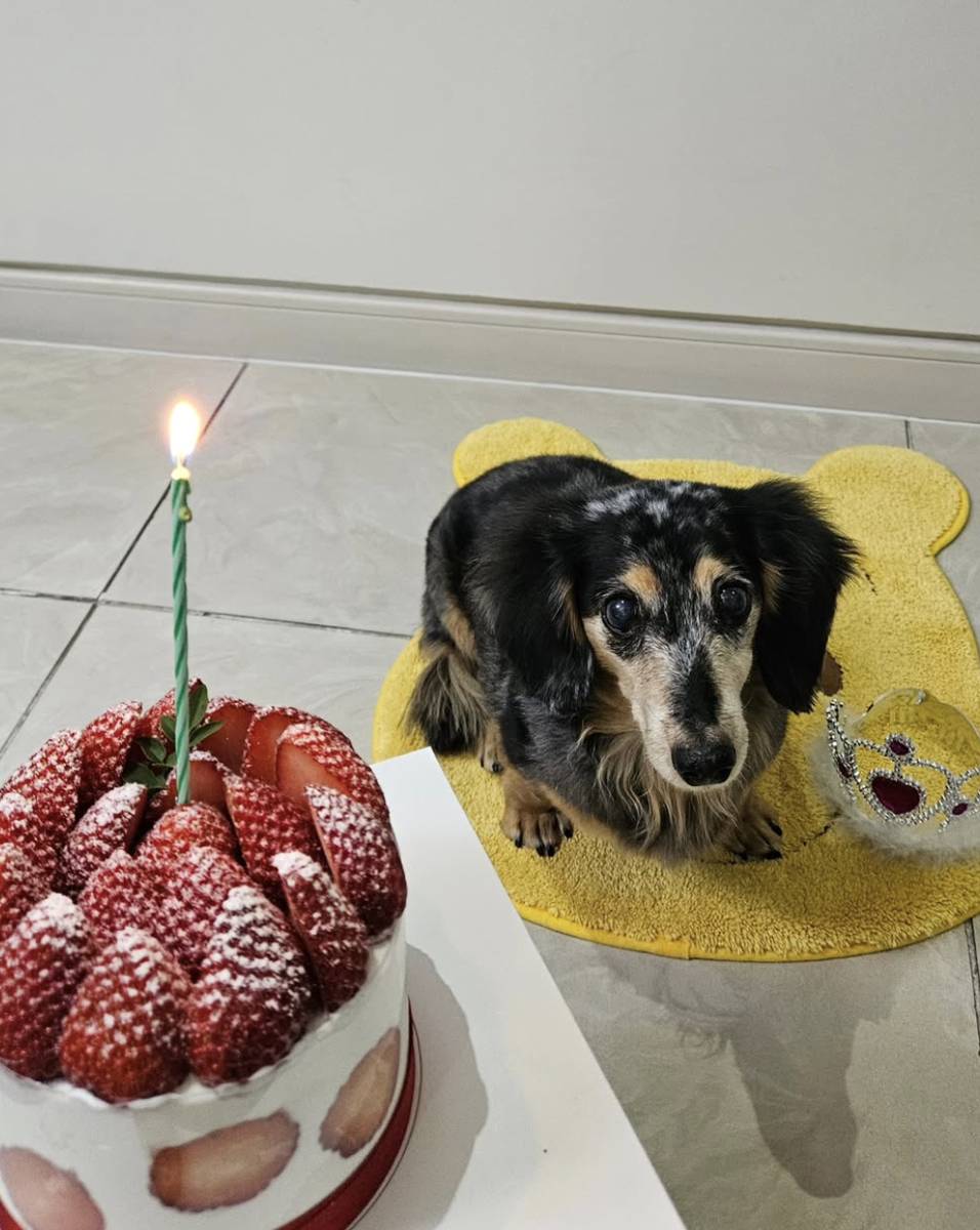 Roo anjing mendiang Jonghyun SHINee