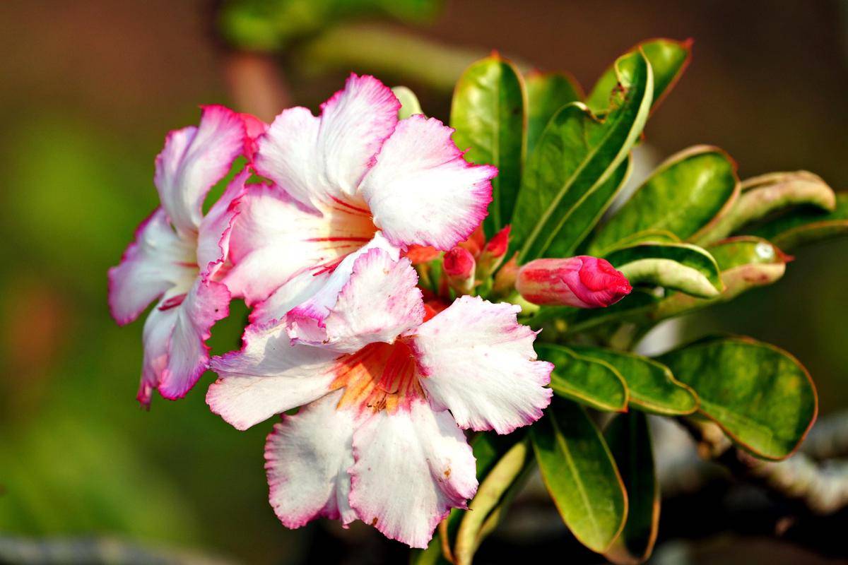 ilustrasi tanaman adenium (pixabay.com/ignartonosbg)