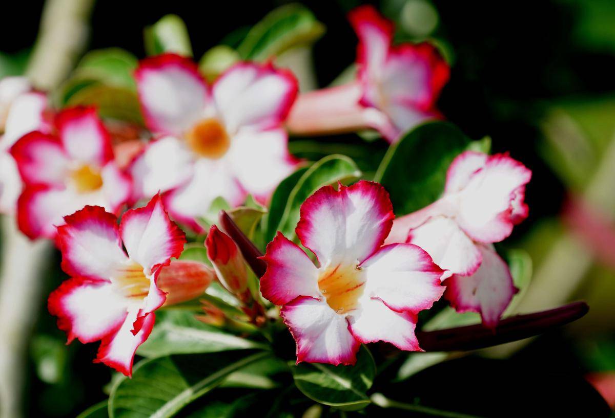 ilustrasi tanaman adenium (pixabay.com/ignartonosbg)
