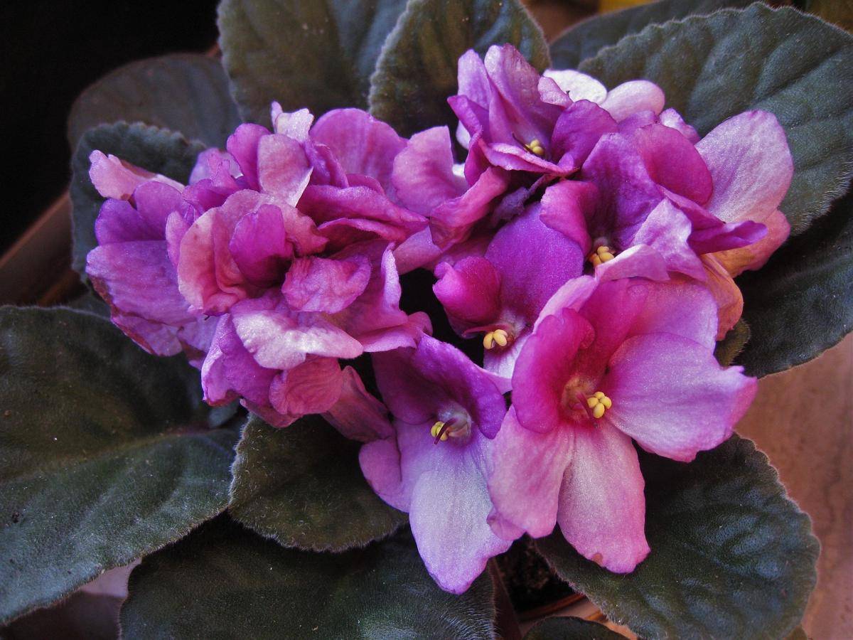 ilustrasi tanaman african violet (pixabay.com/ASSY)
