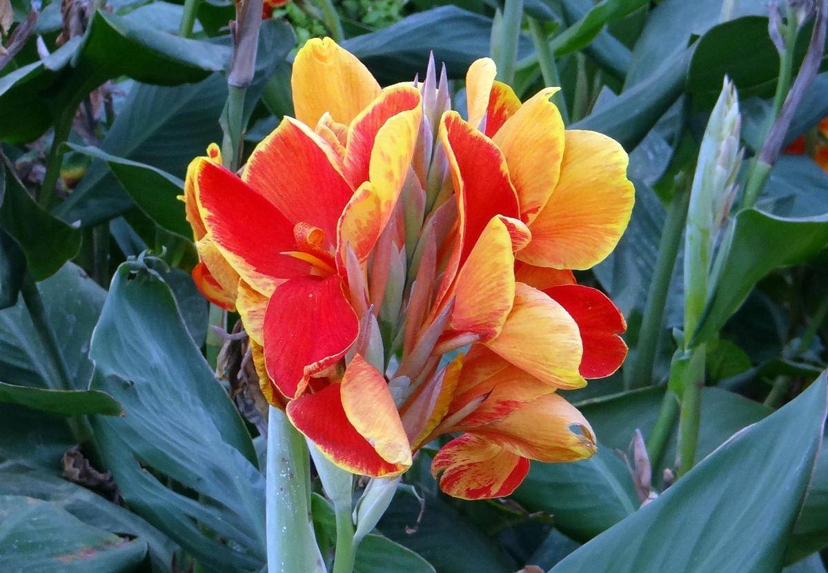 ilustrasi tanaman canna lily