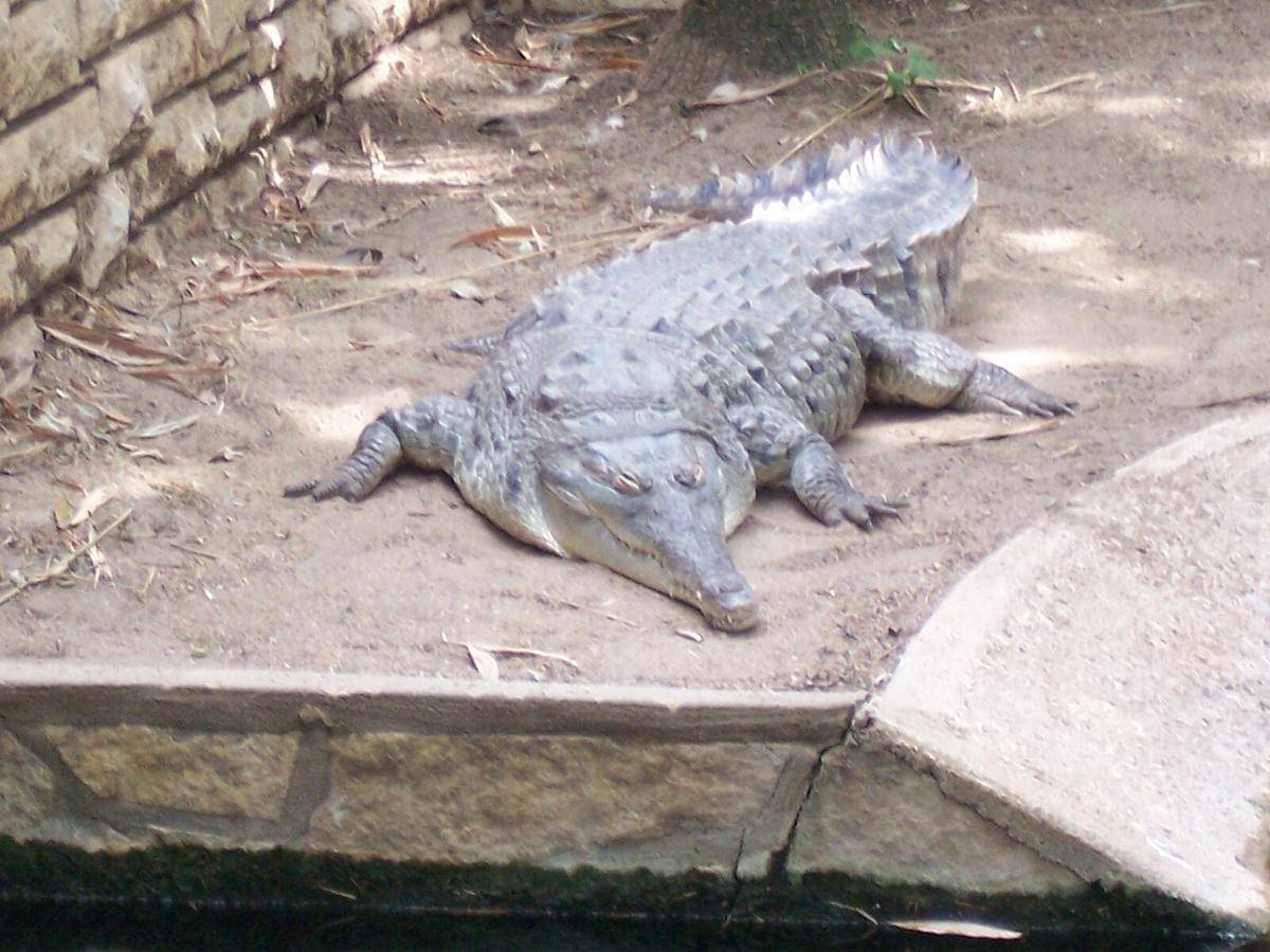 Spesies Buaya Langka