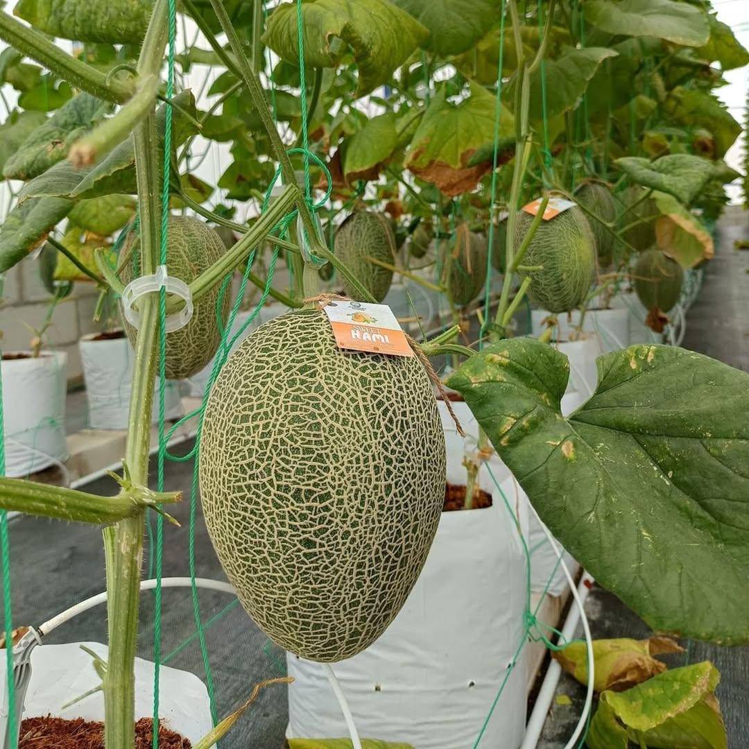 Wanadelima Orchard, Wisata Petik Buah di Kulon Progo