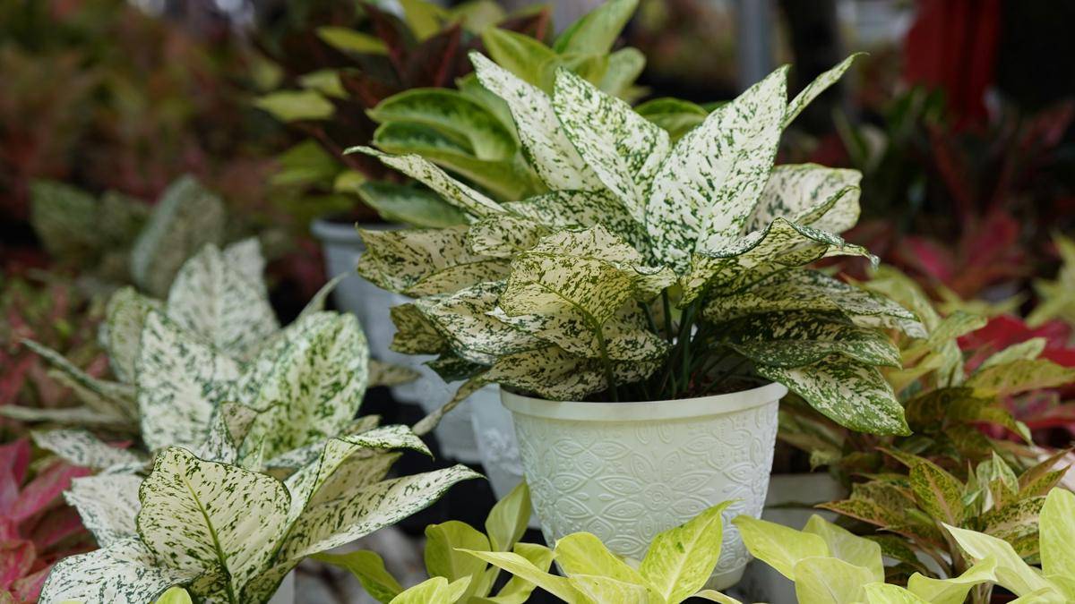 ilustrasi tanaman aglaonema