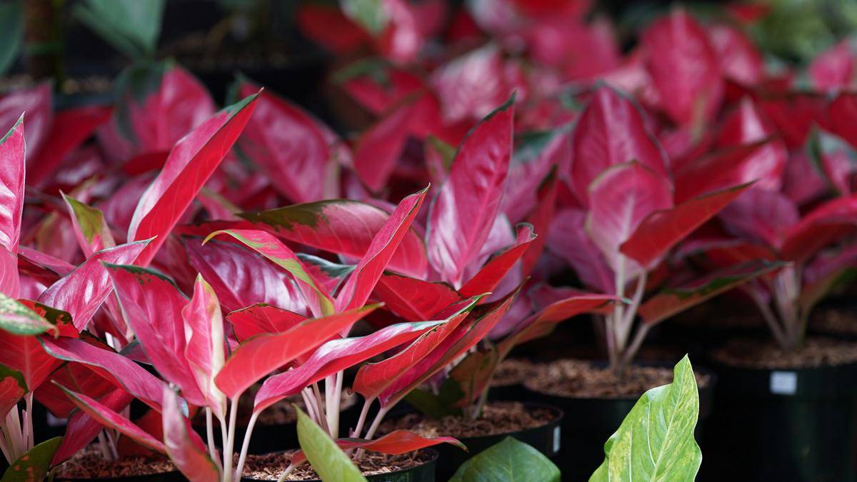 ilustrasi tanaman aglaonema