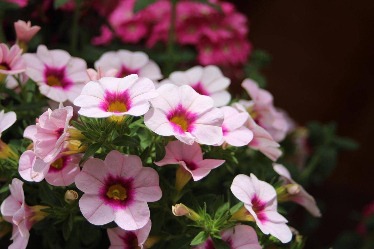 ilustrasi tanaman petunia (pixabay.com/MeaningfulExplorations)