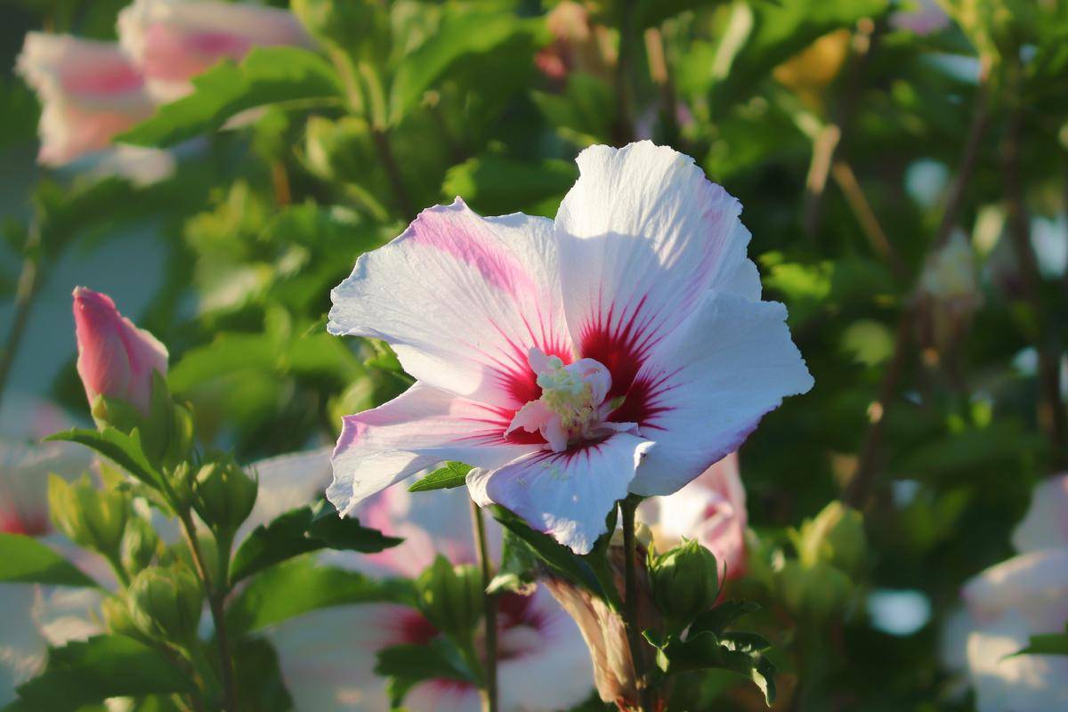 ilustrasi tanaman hibiscus (pixabay.com/manfredrichter)