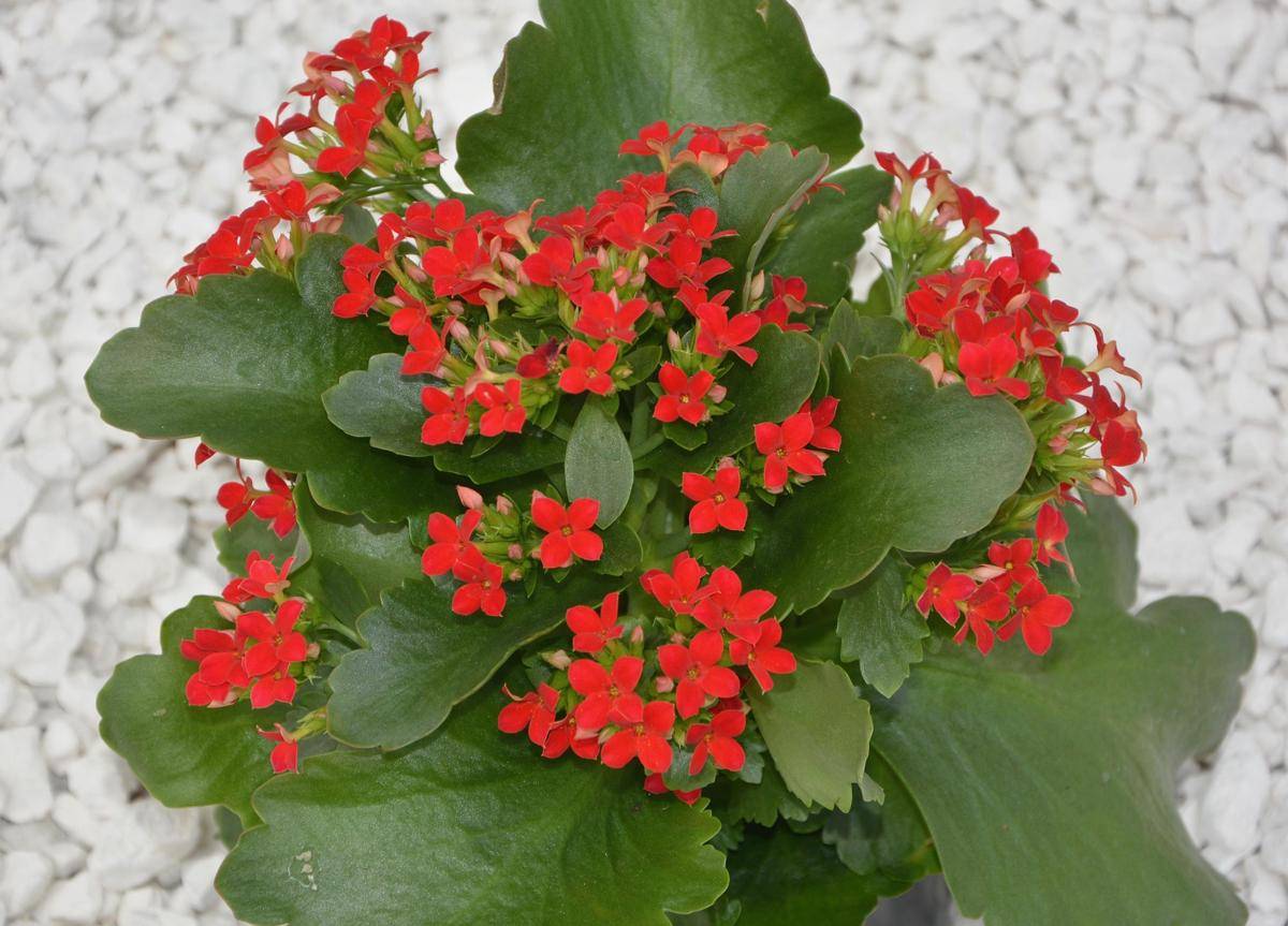 ilustrasi tanaman kalanchoe (pixabay.com/JACLOU-DL)