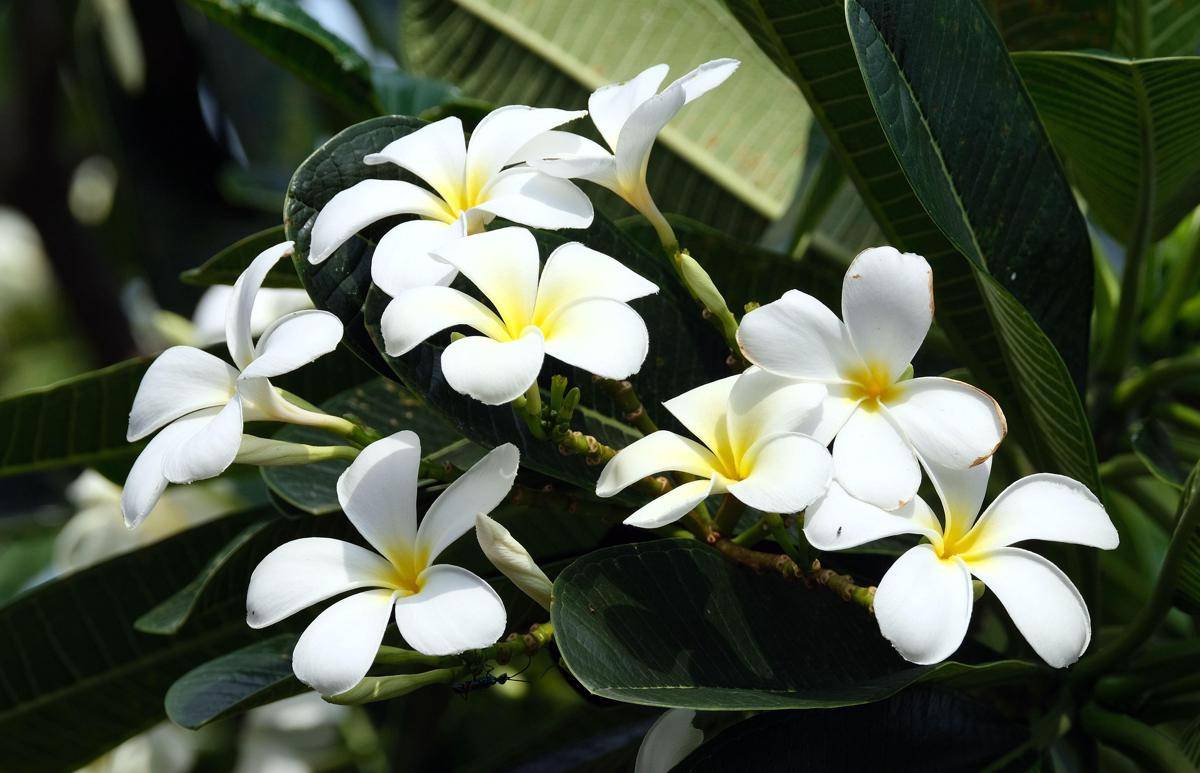 ilustrasi tanaman plumeria (pixabay.com/ignartonosbg)