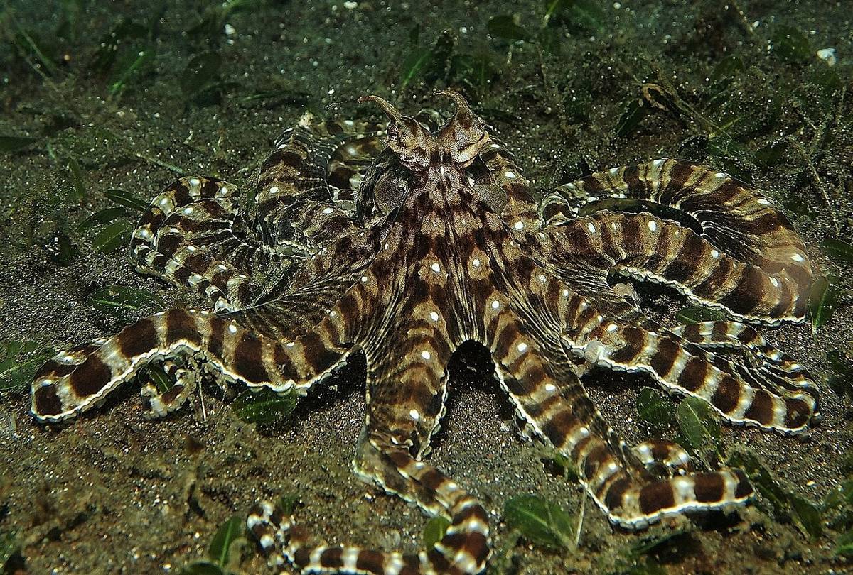 Gurita