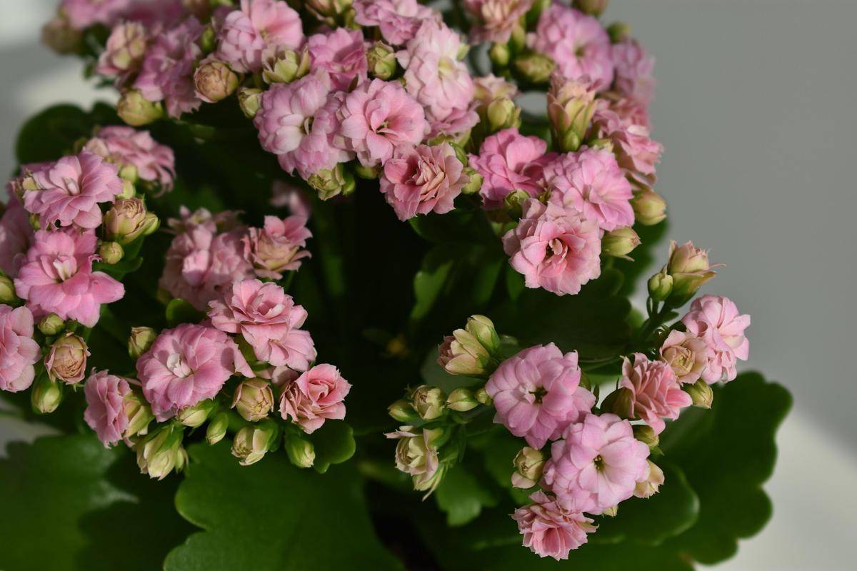 ilustrasi tanaman kalanchoe