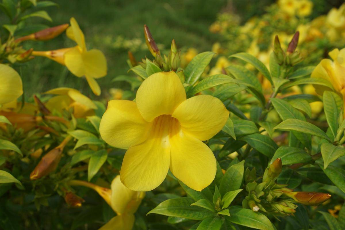 ilustrasi tanaman allamanda
