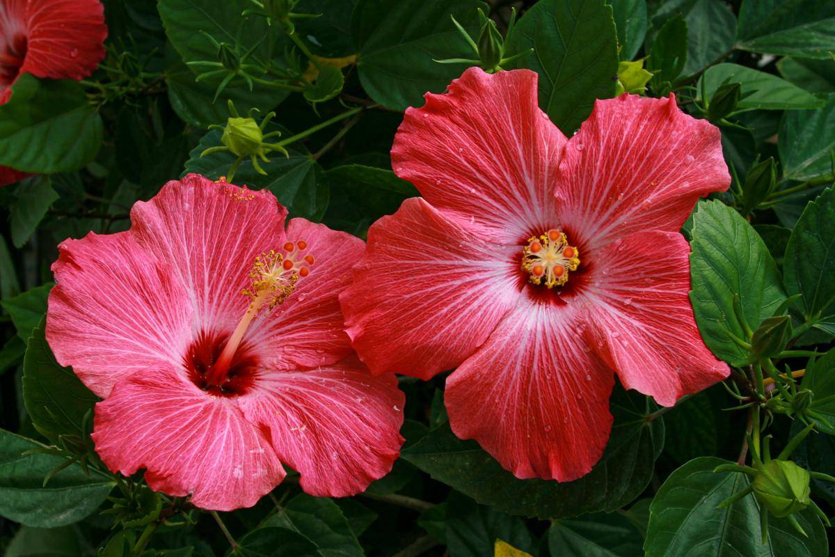 ilustrasi tanaman hibiscus