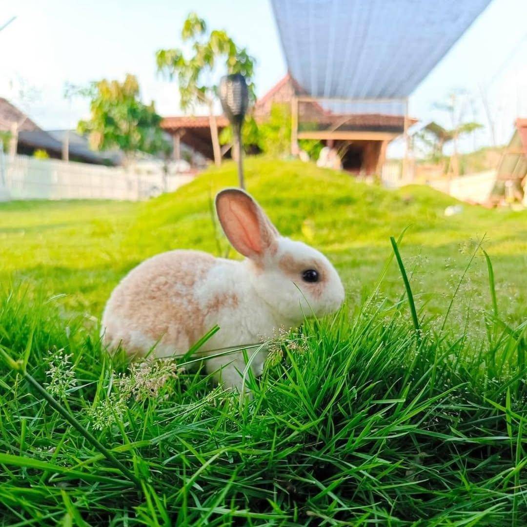 Wanadelima Orchard, Wisata Petik Buah di Kulon Progo