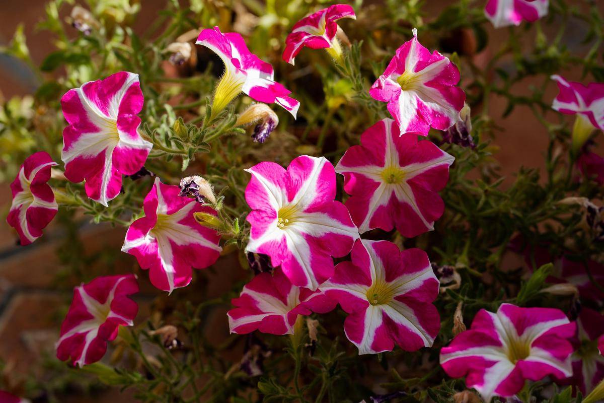 ilustrasi tanaman petunia (pixabay.com/Hepner)