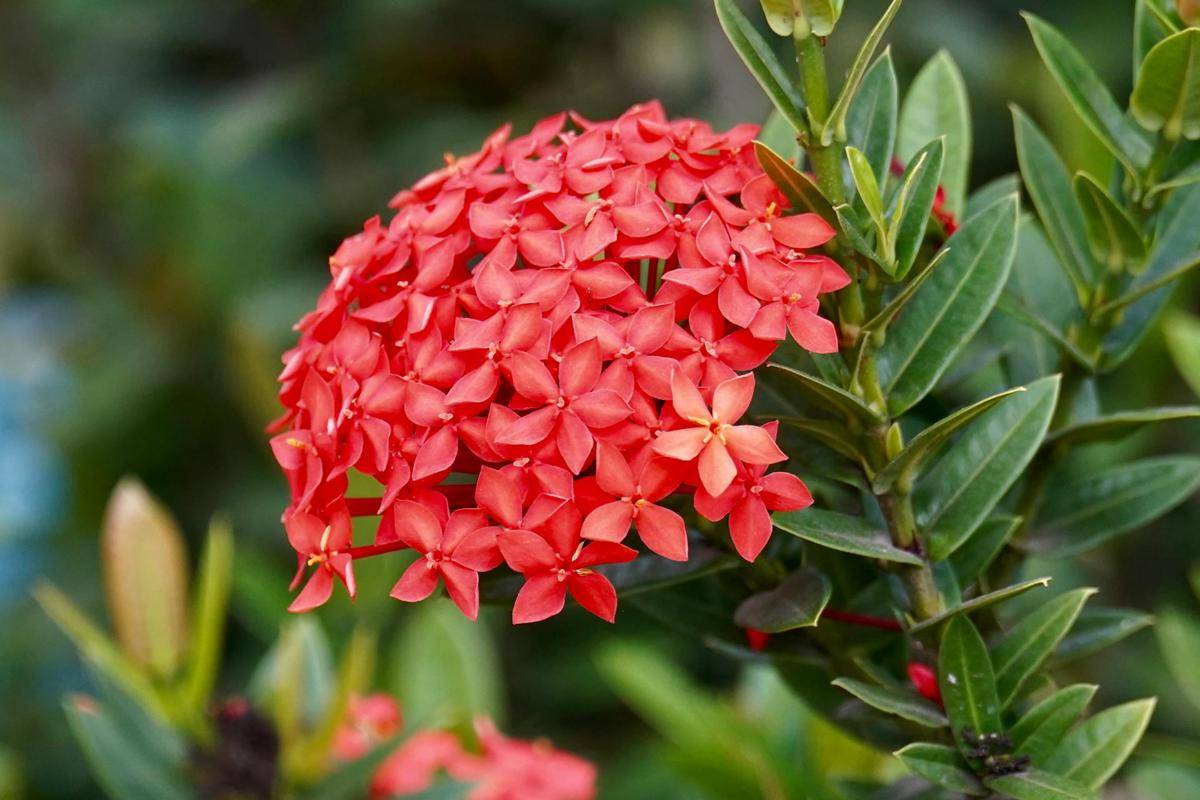 ilustrasi tanaman ixora